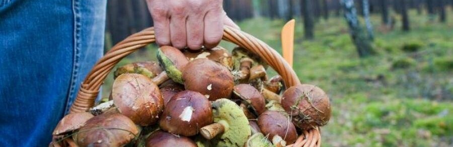 У Криворізькому районі за останній тиждень зареєстровано 3 випадки отруєння грибами з 3-ма постраждалими дітьми, одна дитина померла 