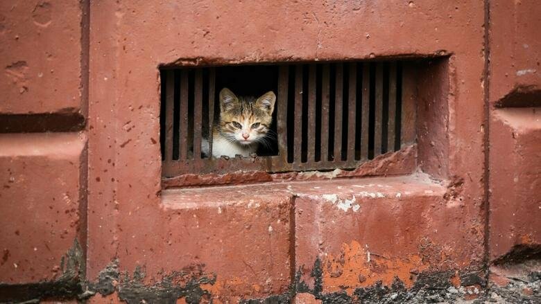 В Никополе беременную кошку замуровали в подвале дома