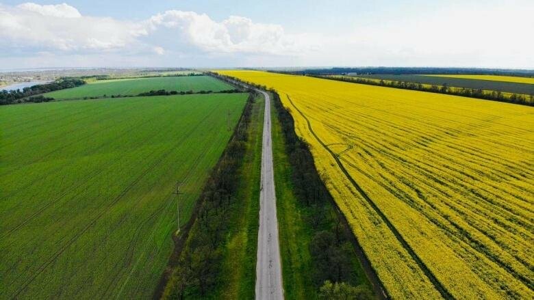 Рапсовые поля цветут возле Никополя